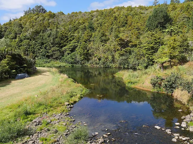 Kaihū Forest