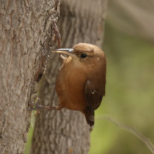 Grenada wren