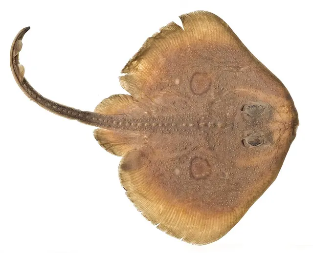 Caliraja