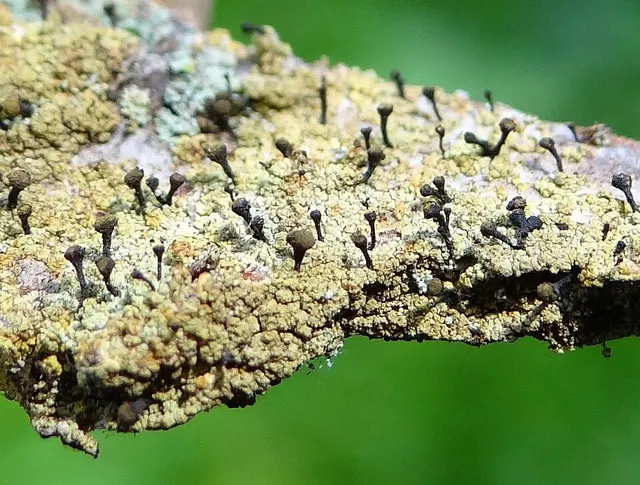 Chaenotheca ferruginea