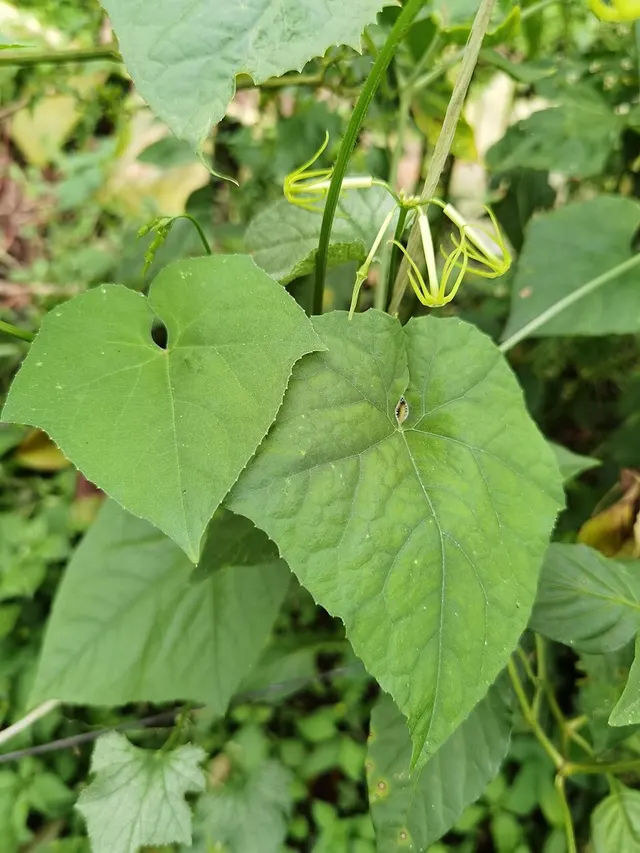 Cyclanthera carthagenensis