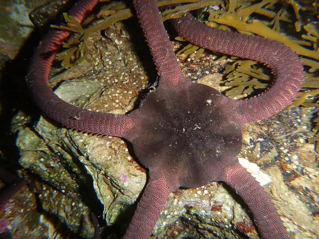 Ophiopsammus maculatus