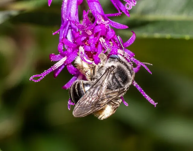 Melissodes denticulatus