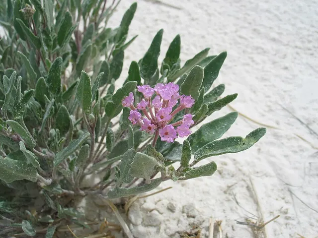 Abronia angustifolia