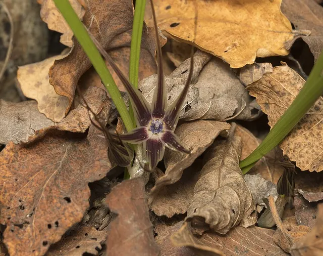 Miersia humilis