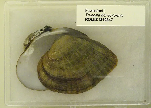Truncilla donaciformis