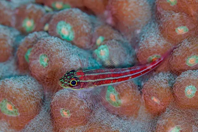 Tropical striped triplefin