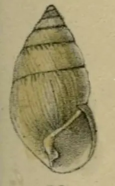 Amastra subcornea