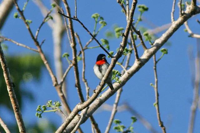 Sumba flowerpecker