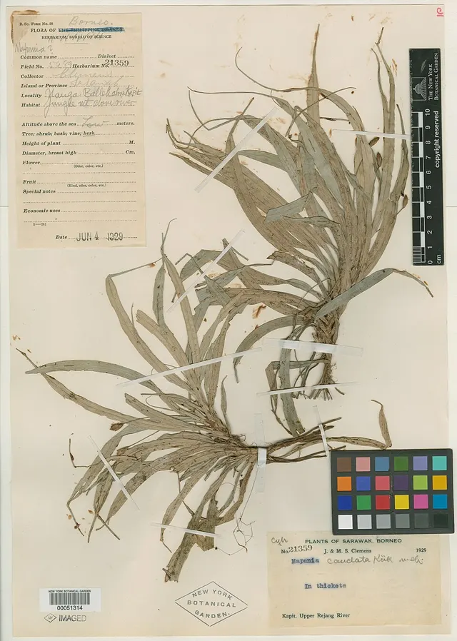 Mapania caudata