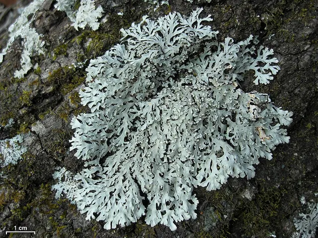 Polyblastidium casarettianum