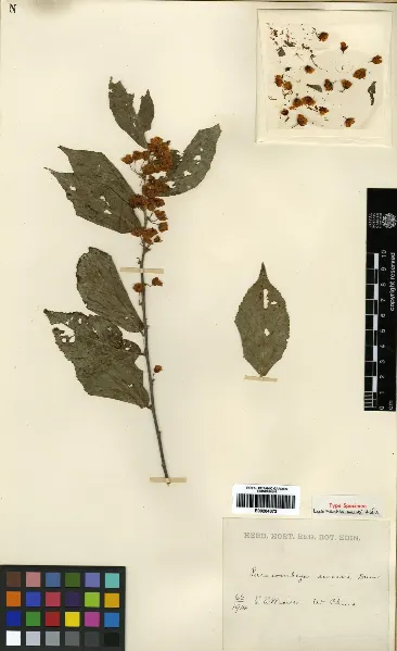 Corchoropsis sinensis
