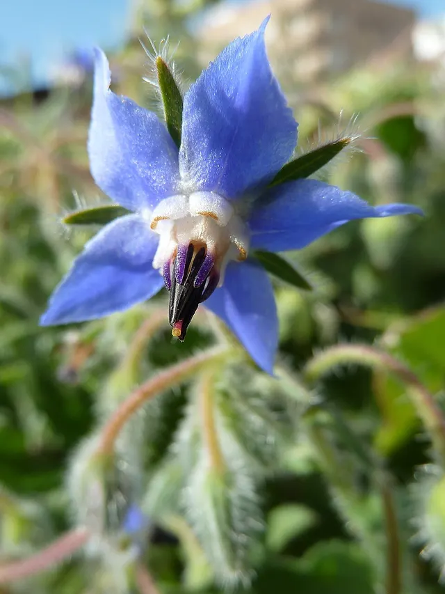Boraginaceae