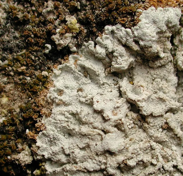 Lepraria isidiata