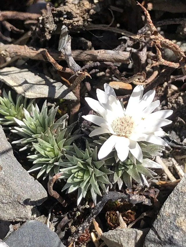 Raoulia grandiflora