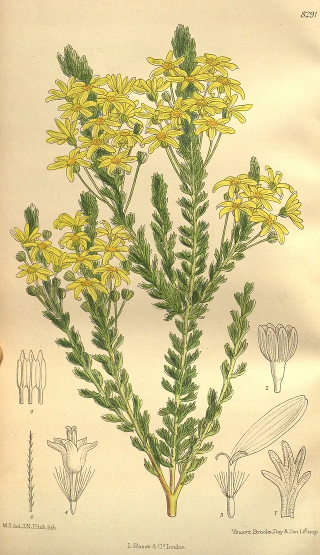 Euryops virgineus