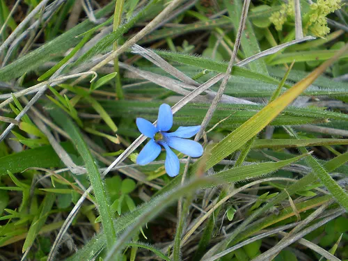 Tecophilaea violiflora