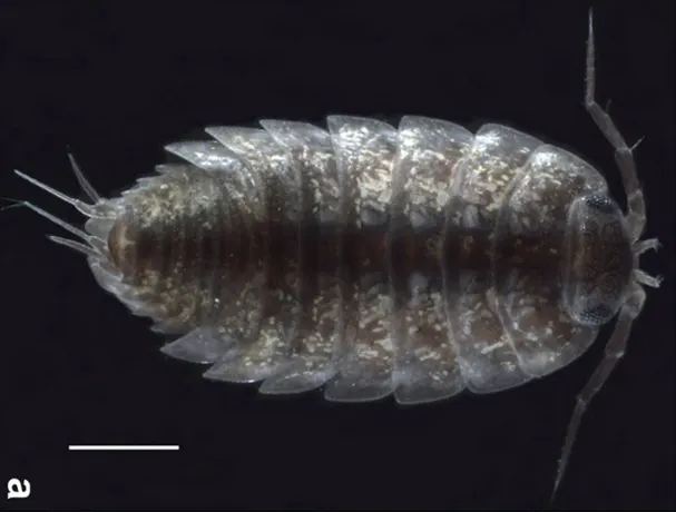 Ligidium duospinatum