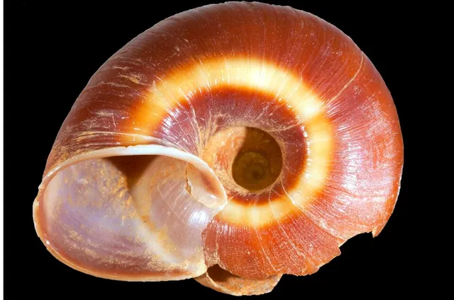 Ampelita bizonalis