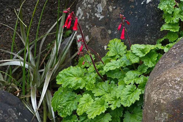 Ourisia coccinea subsp. elegans