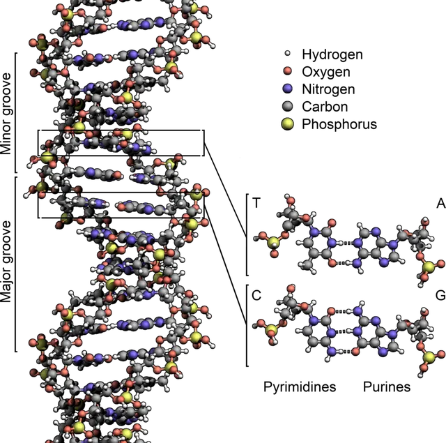 Acide désoxyribonucléique