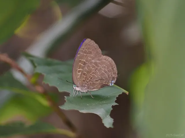Arhopala hellada