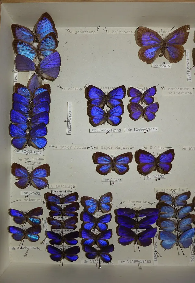 Arhopala hellada