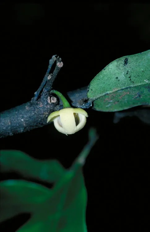 Polyalthia johnsonii