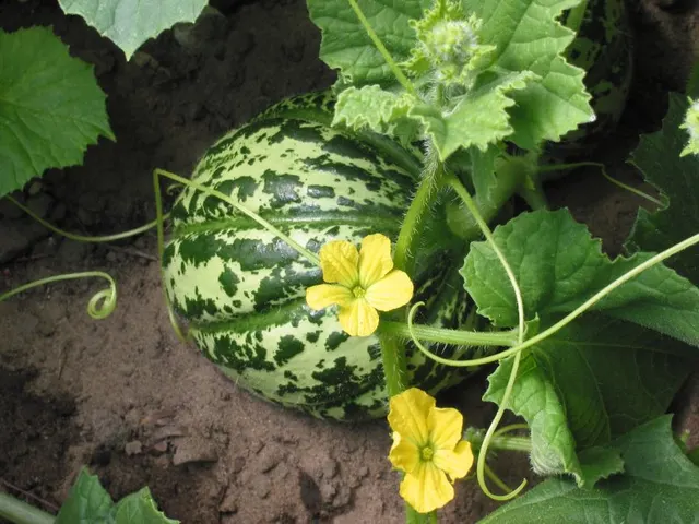 Cantaloup