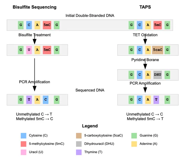 TET-assisted pyridine borane sequencing
