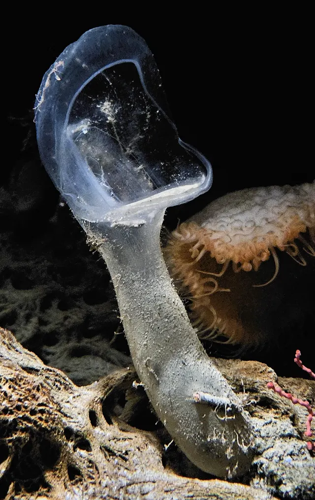 Predatory tunicate