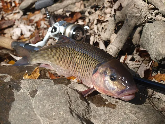 Fallfish
