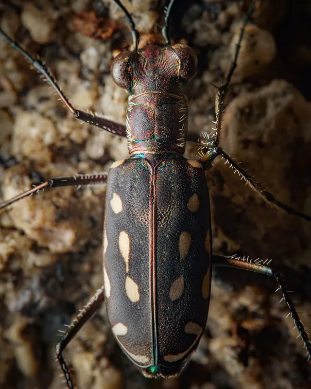 Cicindela lacrymosa