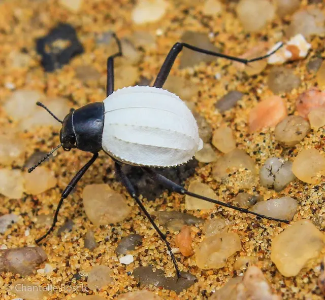 Cauricara eburnea