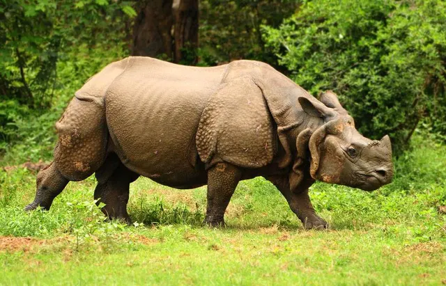 Rhinocéros indien