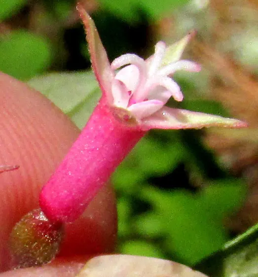 Fuchsia encliandra