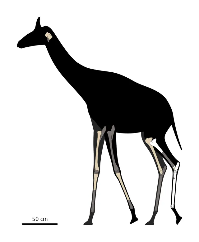 Orea leptia