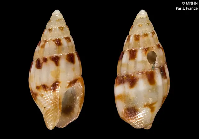 Anachis nisitella
