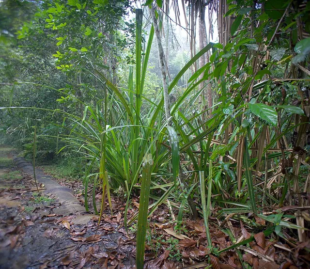 Benstonea atrocarpa