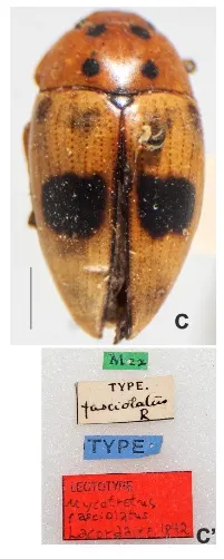 Mycotretus fasciolatus