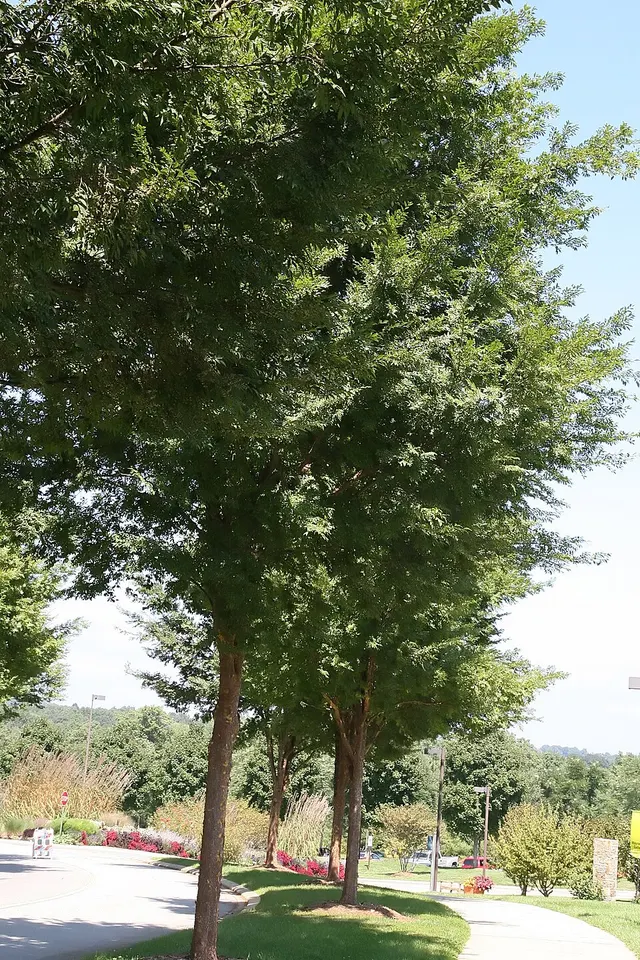 Ulmus parvifolia 'Emer II'