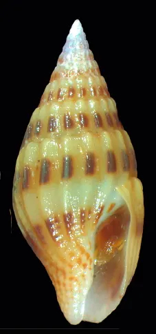 Anachis veleda