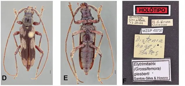 Elytrimitatrix giesberti