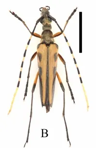 Ischnostrangalis davidi
