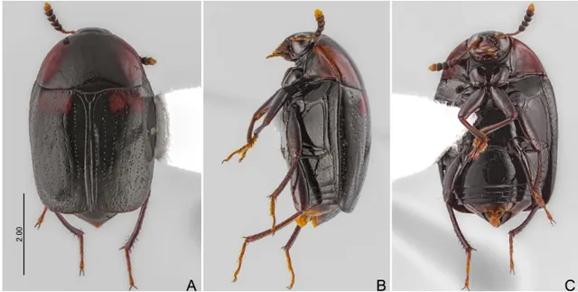 Cyparium fugitivum