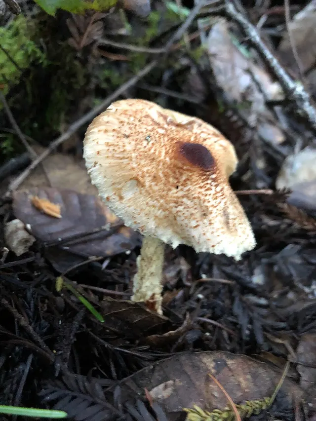 Lepiota magnispora