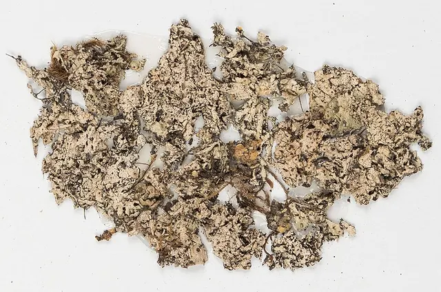 Porina americana