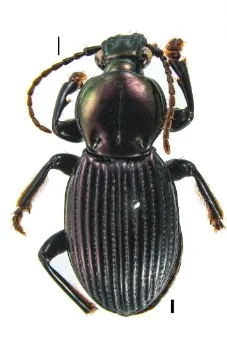 Pelecium atroviolaceum