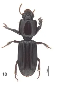 Sulciclivina karelkulti