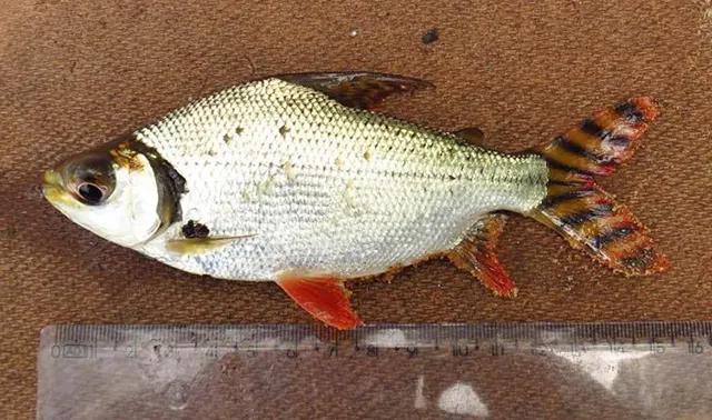 Semaprochilodus brama